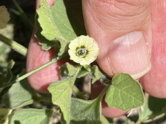 Physalis neomexicana