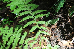 Athyrium angustum