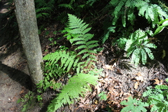 Athyrium angustum