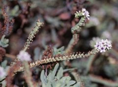 Heliotropium curassavicum