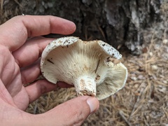 Russula brevipes