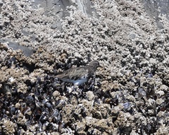 Arenaria melanocephala