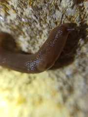 Ambigolimax valentianus