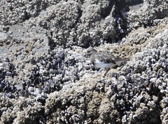 Arenaria melanocephala