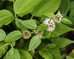 Mentha canadensis