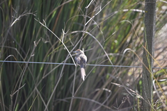 Schoeniophylax phryganophilus