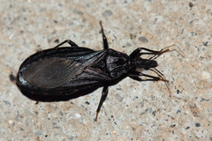 Triatoma protracta