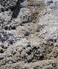 Arenaria melanocephala