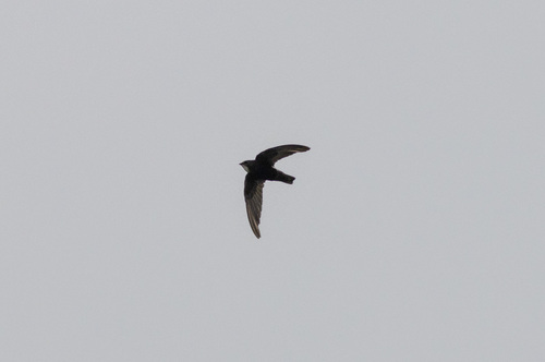 Vencejo moro (Apus affinis)