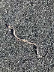 Coluber constrictor mormon