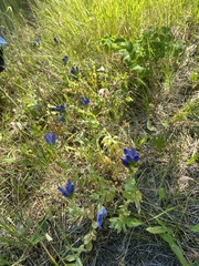 Gentiana affinis