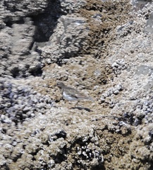 Arenaria melanocephala