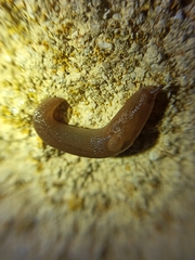 Ambigolimax valentianus