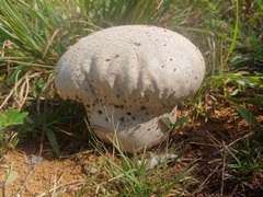 Calvatia