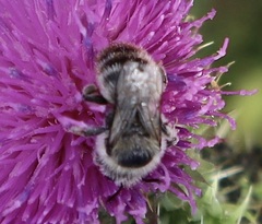 Bombus sylvarum
