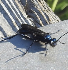 Chalybion californicum