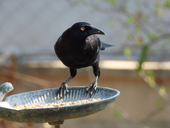 Molothrus oryzivorus