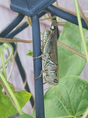 Melanoplus differentialis