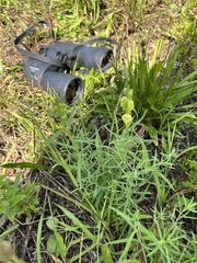 Linaria vulgaris