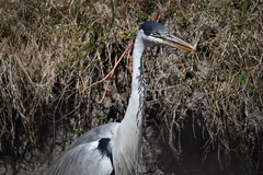 Ardea cocoi