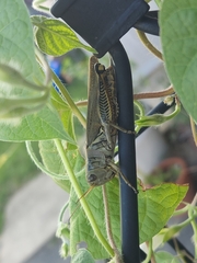 Melanoplus differentialis