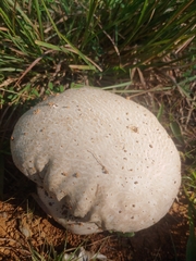 Calvatia