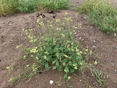 Raphanus raphanistrum