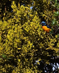 Chlorophonia elegantissima