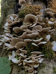 Crepidotus applanatus