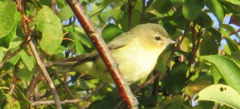 Vireo philadelphicus