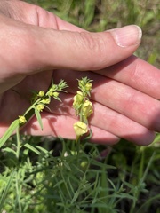 Linaria vulgaris