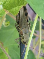 Melanoplus differentialis