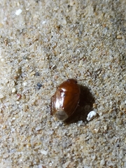 Macroscytus brunneus