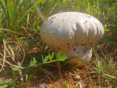 Calvatia
