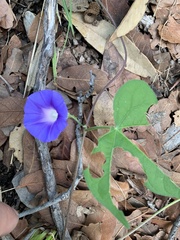 Ipomoea hederacea