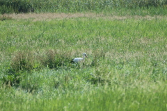 Ciconia ciconia