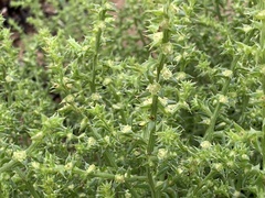 Salsola kali