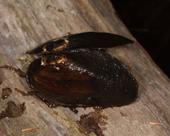 Elliptio complanata
