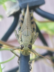 Melanoplus differentialis