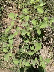 Physalis neomexicana
