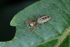 Cotinusa