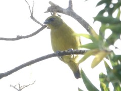 Euphonia