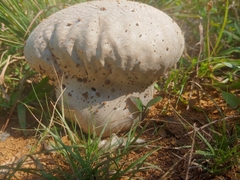 Calvatia