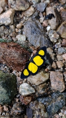Cyllopoda jatropharia