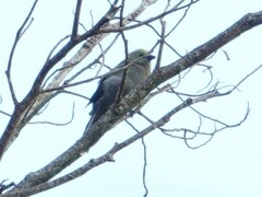 Thraupis palmarum