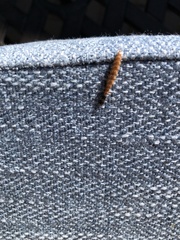 Microphotus angustus