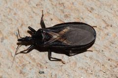Triatoma protracta