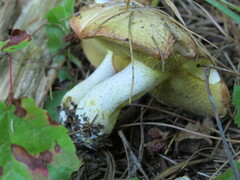 Suillus granulatus