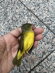 Geothlypis philadelphia