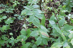 Uvularia grandiflora